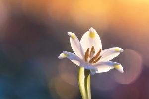 snowflake, spring, sunset, macro snowflake, spring, sunset, macro